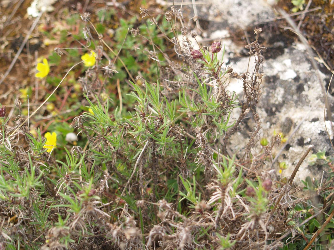 Plantain, Shrubby plant